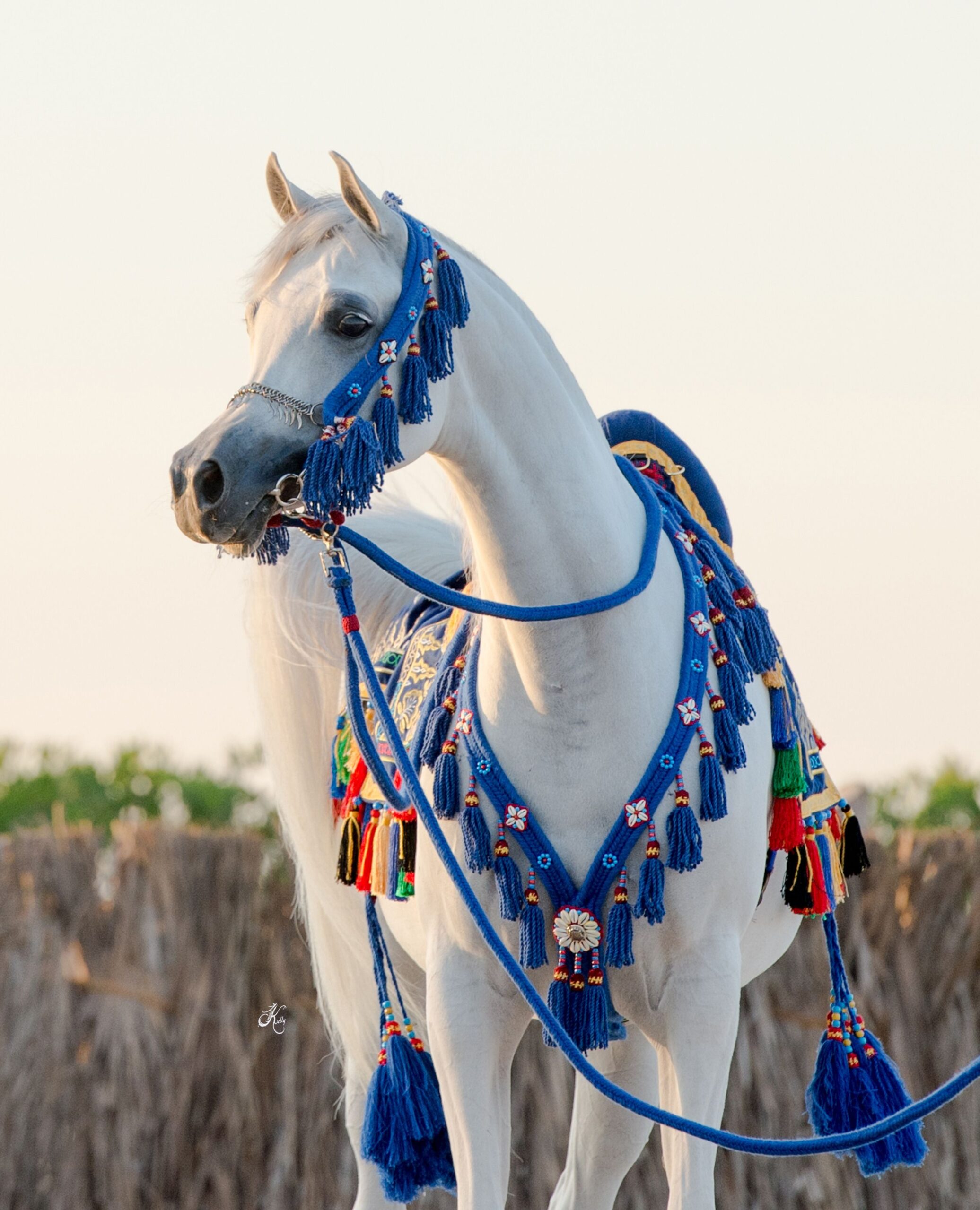 تصفح أفضل
عروض الخيل
ومعدات الركوب